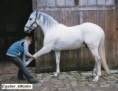 /album/fotogaleria/equine-athletes-jpg/